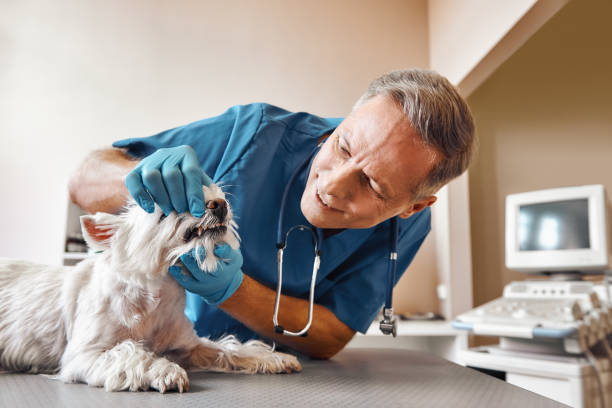 Best Emergency Wisdom Tooth Extraction in Belleview, FL